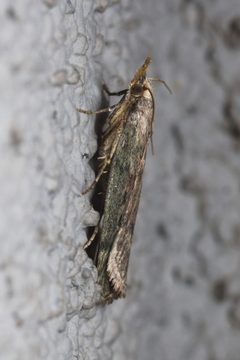 Aphomia sociella lateral Bytom by Adrian Tync. Used under a CC BY-SA 4.0 license.