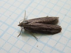 Aphomia terrenella by Dendroica cerulea. Used under a CC BY 2.0 license.
