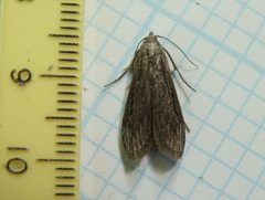 Aphomia terrenella1 by Dendroica cerulea. Used under a CC BY 2.0 license.