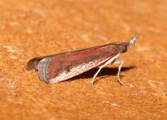 Atascosa glareosella - inat 11925163 by {{{name}}}. Used under a CC BY 4.0 license.