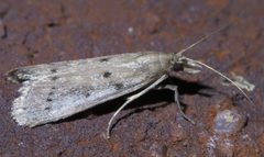 Goya stictella P1610262a by 
xpda. Used under a CC BY-SA 4.0 license.