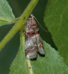 Acrobasis angusella 56079572 by christine123. Used under a CC BY 4.0 license.