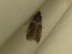 Acrobasis caliginella by Donald Hobern. Used under a CC BY 2.0 license.