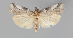 Acrobasis caliginella CSU ENT1083653 by CSU, Department of Bioagricultural Sciences and Pest Management. Used under a CC0 license.