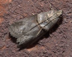 Acrobasis caryae P1310041a by 
xpda. Used under a CC BY-SA 4.0 license.