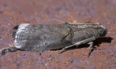 Acrobasis caryae P1460002a by 
xpda. Used under a CC BY-SA 4.0 license.