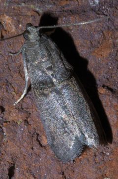 Acrobasis caryae P1460513a by 
xpda. Used under a CC BY-SA 4.0 license.