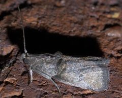 Acrobasis caryae P1460514a by 
xpda. Used under a CC BY-SA 4.0 license.