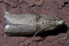 Acrobasis caryae P1460540a by 
xpda. Used under a CC BY-SA 4.0 license.