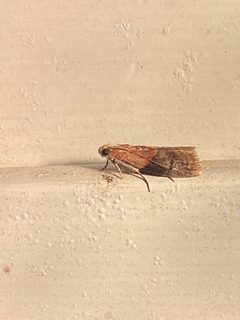 Acrobasis caryalbella by Mark Eanes. Used under a CC BY 4.0 license.