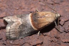 Acrobasis demotella P1190234b by 
xpda. Used under a CC BY-SA 4.0 license.