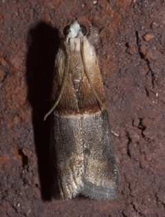 Acrobasis demotella P1190385a by 
xpda. Used under a CC BY-SA 4.0 license.