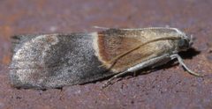Acrobasis demotella P1390516a by 
xpda. Used under a CC BY-SA 4.0 license.