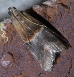 Acrobasis demotella P1400155a by 
xpda. Used under a CC BY-SA 4.0 license.