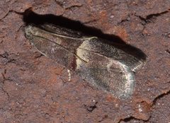 Acrobasis exsulella P1250365a by 
xpda. Used under a CC BY-SA 4.0 license.