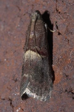 Acrobasis exsulella P1250366a by 
xpda. Used under a CC BY-SA 4.0 license.