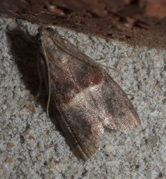 Acrobasis exsulella P1250643a by 
xpda. Used under a CC BY-SA 4.0 license.
