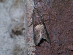 Acrobasis exsulella P1450746a by 
xpda. Used under a CC BY-SA 4.0 license.