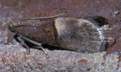 Acrobasis exsulella P1450747a by 
xpda. Used under a CC BY-SA 4.0 license.