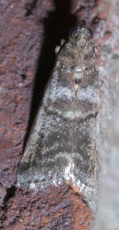 Acrobasis indigenella P1300736a by 
xpda. Used under a CC BY-SA 4.0 license.