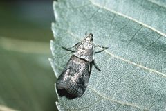 Acrobasis juglandis 1224011 by Jerry A. Payne, USDA Agricultural Research Service. Used under a Public domain license.
