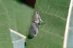 Acrobasis juglandis 1224013 by Jerry A. Payne, USDA Agricultural Research Service. Used under a Public domain license.