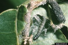 Acrobasis juglandis larva and case by Jerry A. Payne, USDA Agricultural Research Service, United States. Used under a CC BY 3.0 us license.