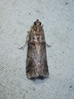Acrobasis rubrifasciella by Louis Imbeau. Used under a CC BY 4.0 license.