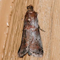 Acrobasis suavella 01 by CBG Photography Group, Centre for Biodiversity Genomics. Used under a CC0 license.