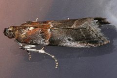 Acrobasis suavella 02 by CBG Photography Group, Centre for Biodiversity Genomics. Used under a CC0 license.