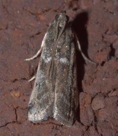 Acrobasis P1310998b by 
xpda. Used under a CC BY-SA 4.0 license.