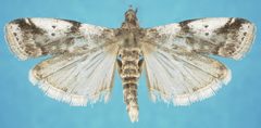 Acrobasis vaccinii 5189090 by Natasha Wright, Florida Department of Agriculture and Consumer Services. Used under a Public domain license.