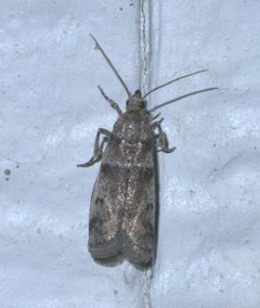 Acrobasis vaccinii P1560727a by 
xpda. Used under a CC BY-SA 4.0 license.