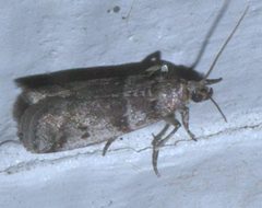 Acrobasis vaccinii P1560728a by
xpda. Used under a CC BY-SA 4.0 license.