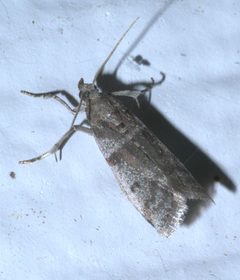 Acrobasis vaccinii P1560748a by
xpda. Used under a CC BY-SA 4.0 license.