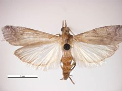 Amyelois transitella female by Simon Hinkley &amp; Ken Walker, Museum Victoria. Used under a CC BY 3.0 au license.