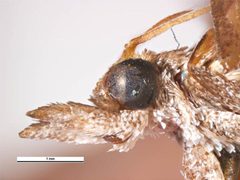 Amyelois transitella female head by Simon Hinkley & Ken Walker, Museum Victoria. Used under a CC BY 3.0 au license.