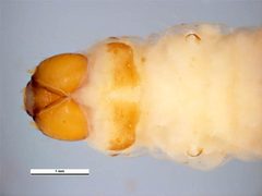 Amyelois transitella larva head by Simon Hinkley & Ken Walker, Museum Victoria. Used under a CC BY 3.0 au license.