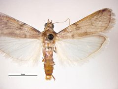 Amyelois transitella male by Simon Hinkley & Ken Walker, Museum Victoria. Used under a CC BY 3.0 au license.