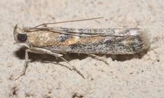 Ancylosis morrisonella P1090445b by 
xpda. Used under a CC BY-SA 4.0 license.