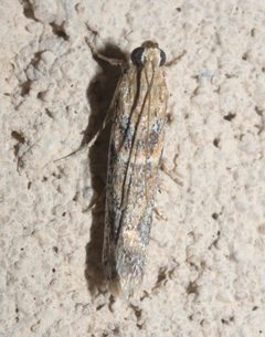 Ancylosis morrisonella P1090446a by 
xpda. Used under a CC BY-SA 4.0 license.