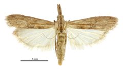 Arcola malloi female by Birgit E. Rhode, Landcare Research New Zealand Ltd.. Used under a CC BY 4.0 license.