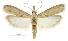 Arcola malloi male by Birgit E. Rhode, Landcare Research New Zealand Ltd.. Used under a CC BY 4.0 license.