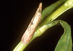 Arcolamalloi by Willey Durden, USDA Agricultural Research Service, United States. Used under a Public domain license.
