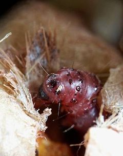 Cactoblastis-cactorum by AstroKaktus at Slovenian Wikipedia. Used under a GFDL license.