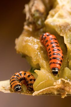 Cactoblastis cactorum larvae by 
Peggy Greb, USDA ARS. Used under a Public domain license.