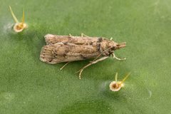 Cactoblastis cactorum moth female by 
Peggy Greb, USDA ARS. Used under a Public domain license.