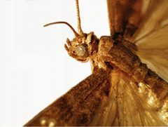 CSIRO ScienceImage 11061 Tropical warehouse moth or almond moth Cadra cautella syn Ephestia cautella by division, CSIRO. Used under a CC BY 3.0 license.