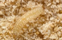 CSIRO ScienceImage 2667 Caterpillar of the tropical warehouse moth or almond moth Cadra cautella syn Ephestia cautella by division, CSIRO. Used under a CC BY 3.0 license.