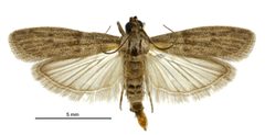 Cadra cautella male LCR by Birgit E. Rhode, Landcare Research New Zealand Ltd.. Used under a CC BY 4.0 license.
